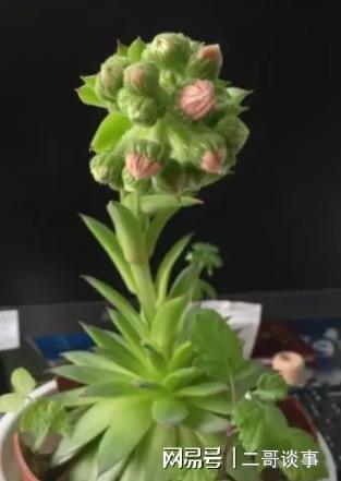 多肉观音莲会不会开花