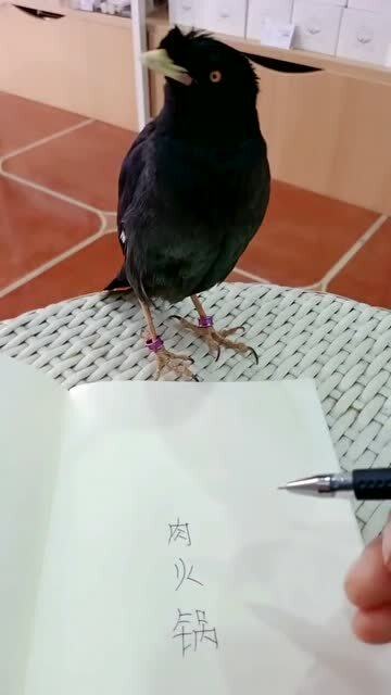 八哥偏心打一字是什么字，八哥偏心猜一个字