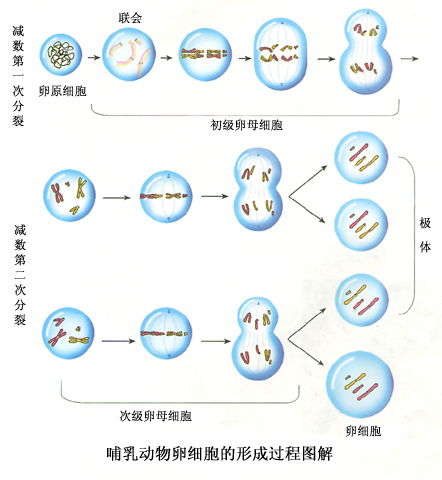 什么是被减数,什么是减数,什么是差呢?