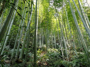 苍翠意思