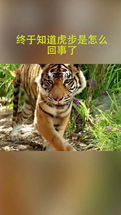 虎步龙行什么意思，虎步军