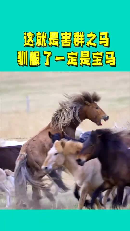 害群之马是什么意思?