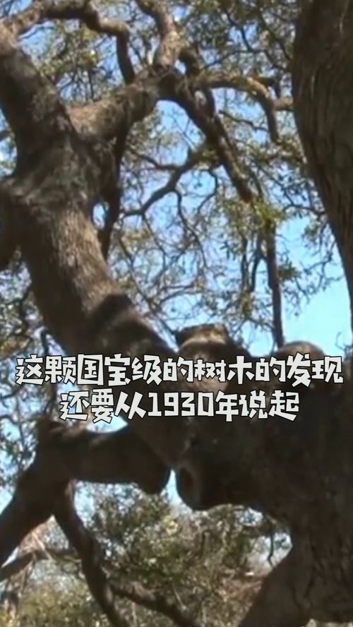 珍贵的教科书，珍贵的近义词语是什么