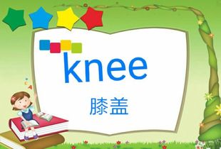 膝盖拼音怎么写?