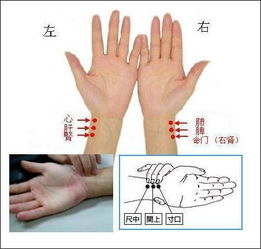 寸关尺口诀顺口溜，寸关尺脉在哪里