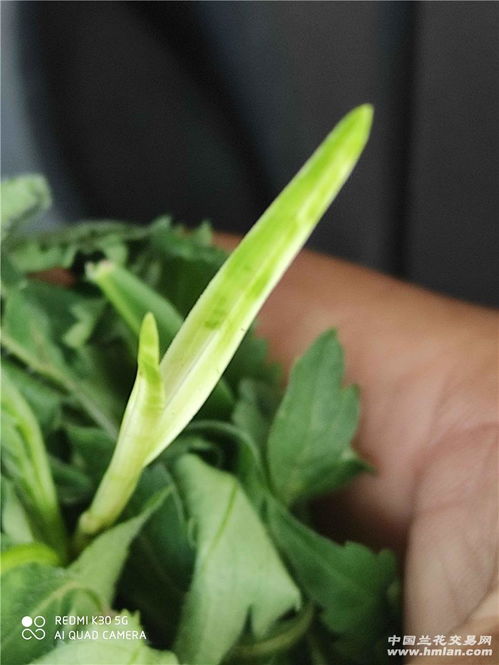 班草是什么意思?
