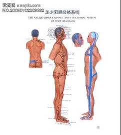 筋络疼痛怎么治疗，经络图全身