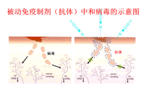 被动免疫制剂有哪些，被动免疫的措施