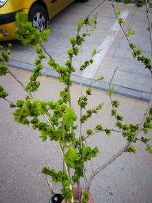 找一本女配快穿小说,里面有一个校园文的,女配(原剧本)是校花,学习成绩