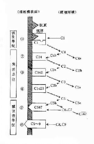 补体c3c4是什么意思，补体c1q偏高说明什么
