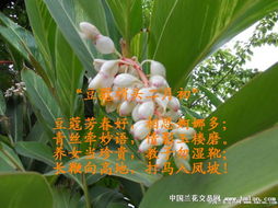 豆蔻梢头二月初上一句是什么，豆蔻梢头独舞