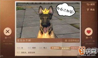 单身贵族什么意思