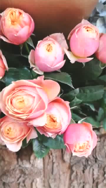 经典花的优美句子