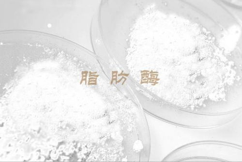 脂肪酶是什么添加剂，淀粉酶是什么