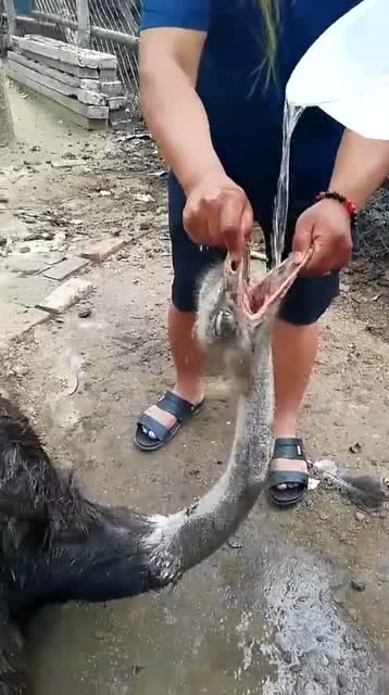 虚脱的表情包图片，虚脱是什么原因引起的
