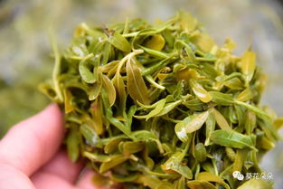 柳芽可以食用吗 都能够起到哪些作用