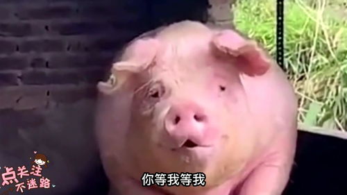 猪脑子能吃吗?