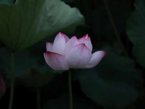 荷花的拼音