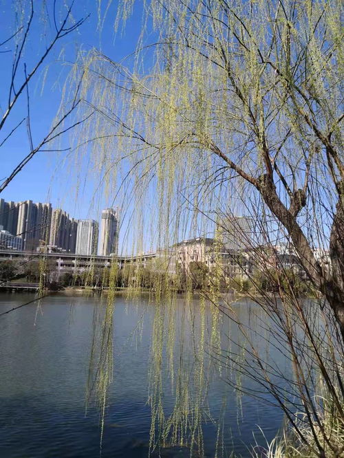 杨柳歌的拼音狐杨柳歌的拼音是什么