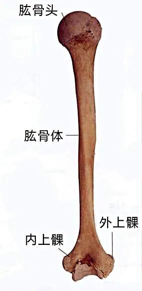 肱字怎么读音，肱的拼音是什么意思