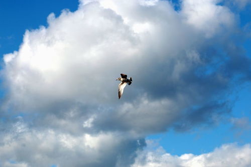 遨翔和翱翔的区别太空是什么，遨翔和翱翔的区别和联系