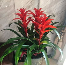 鸿运当头什么意思
