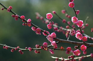 梅花是什么意思啊?