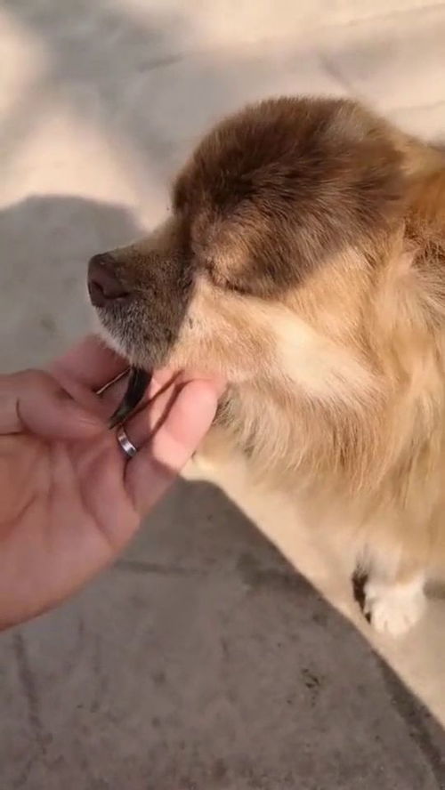 狗嘴吐不出象牙来