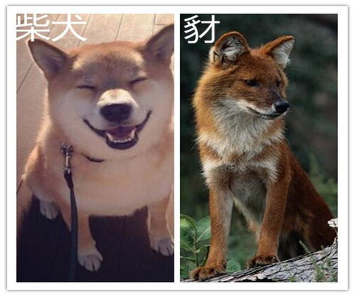 豺狗和豺狼的区别，豺狗狼尖攻略