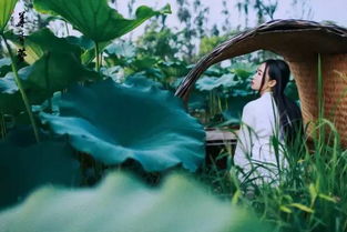《采莲曲》?