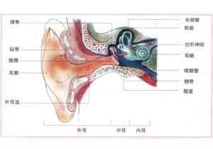 感觉器官有哪几种，感觉器官思维导图