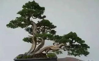 柏树怎么读音的