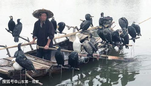 乌龟多久喂一次，乌龟不吃食怎么办