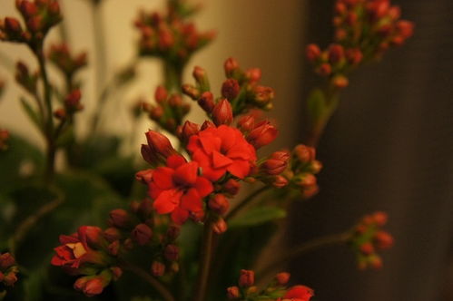 花开荼蘼花事了xieli，花开荼蘼花事了po