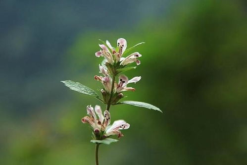 中药对月生的药名叫什么