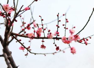 梅花诗句大全100首，梅花诗句 小学