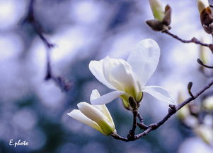 木兰香遮不住伤是什么歌，木兰香花图片