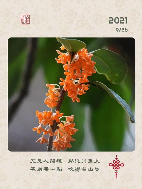 香馥馥，香馥法师