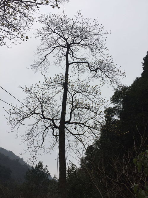 笔直的什么填空一年级?