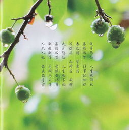 燕归来打一字?