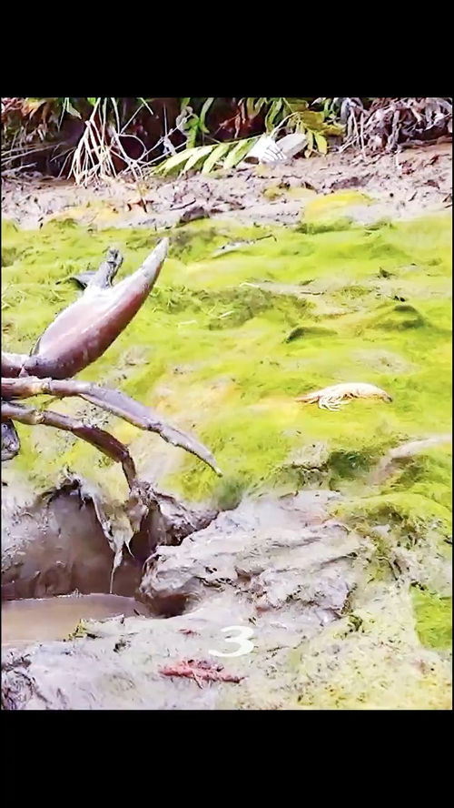 沼泽怎么读音是什么