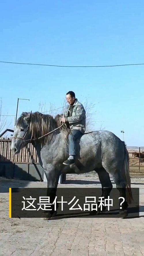 什么的马儿填合适的词，什么的马门溪龙