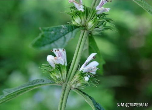錾菜图片和作用，錾菜功效