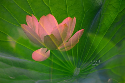 荷花的拼音怎么读音写的呀，的拼音荷花的拼音