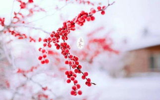 砌下梨花一堆雪,明年谁此凭阑干?