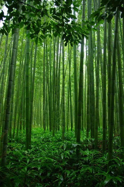 居无竹梦为鱼，居无竹争宠记