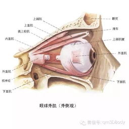 感觉器官包括什么