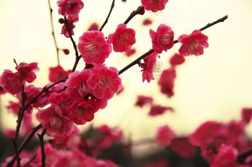 清白的梅花是什么意思，梦见梅花是什么意思