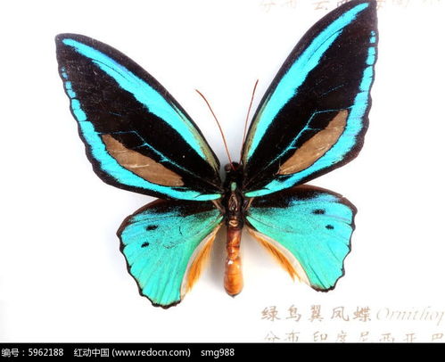 鸟翼蝶，鸟翼龙