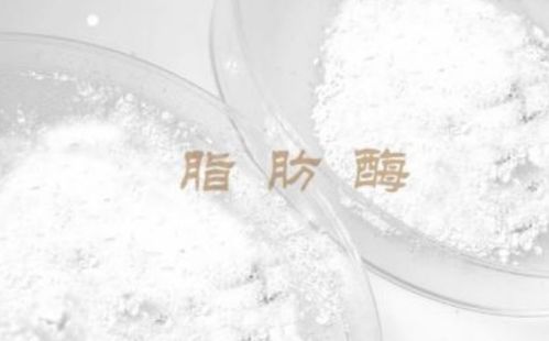 什么是脂肪酶?要怎么补充脂肪酶?